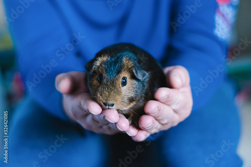 Guinea pig in the hands of a man on a trendy blue background. Close-up selective focus. Horizontal frame.