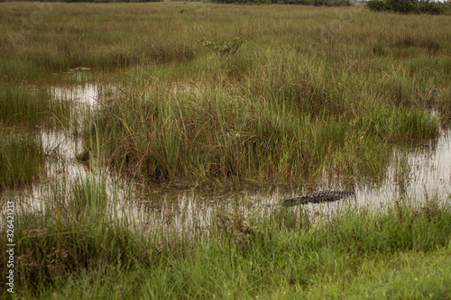 Aligator hidding in his pond