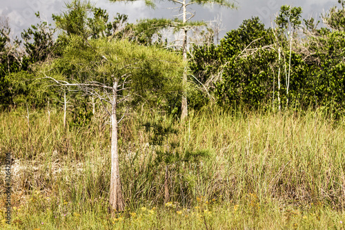 Tree gorwing on grass photo