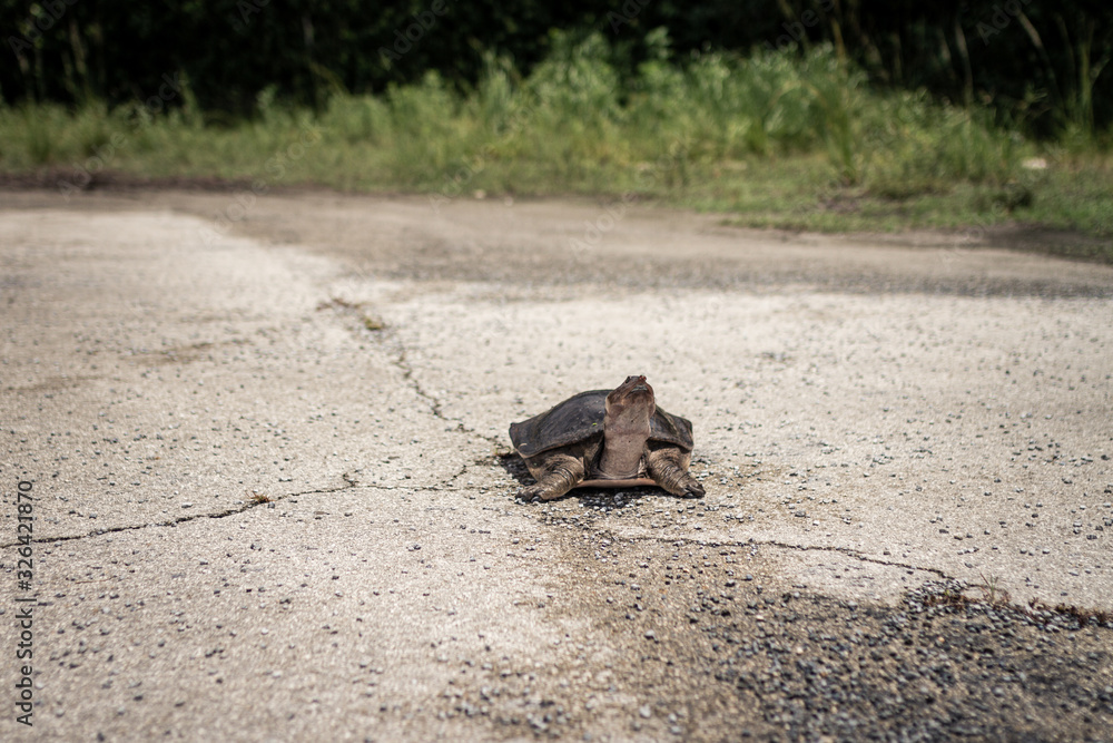 A turtle goes over a road A turtle goes over a road