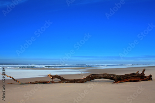 Eichenbaum an den Strand gespült. Biscarrosse. Frankreich