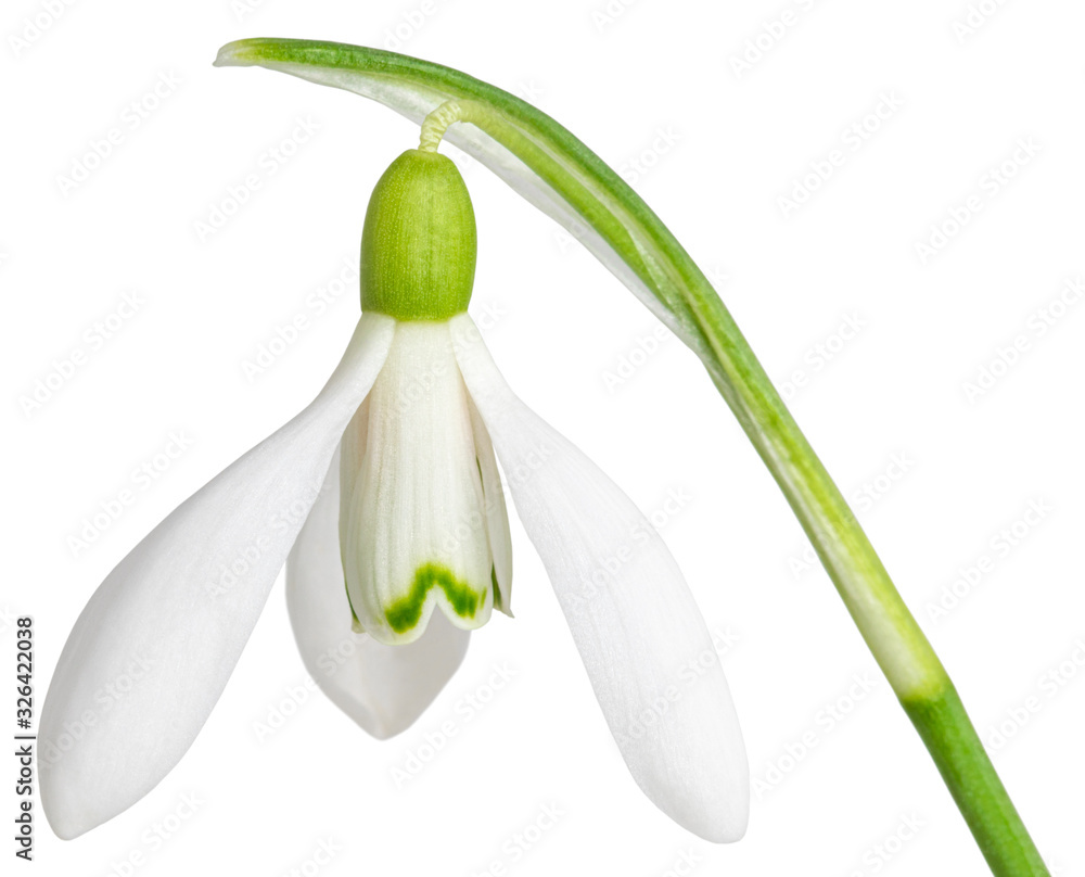 snowdrops isolated on white background. Clipping Path snowdrops isolated on white background. Clipping Path
