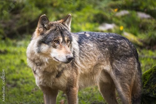 Portrait of a gray or european or eurasian wolf, canis lupus lupus, France.