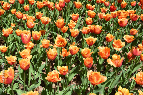 fields covered with colorful tulips