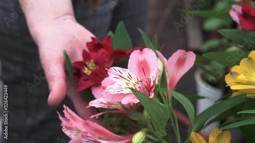 tulip alstermeria yellow red orange, greenhouse, greenhouse, flower shop photo