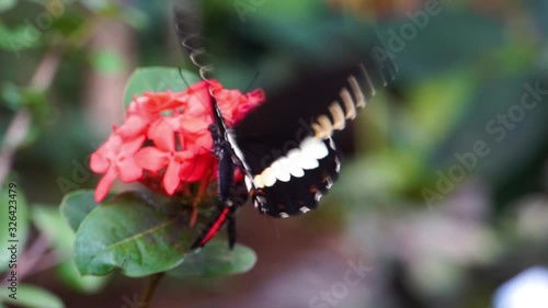 macro closeup of a white admiral butterfly, popular tropical insect specie from North America