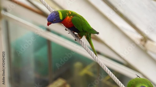 rainbow lorikeet couple on a rope together, colorful and tropical bird specie from Australia
