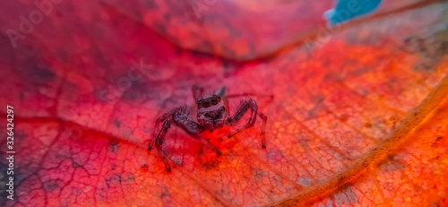 jumping spider on a red leaf
