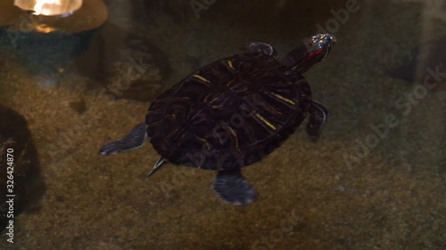 red eared slider turtle swimming in the water, popular tropical reptile specie from south america and mexico