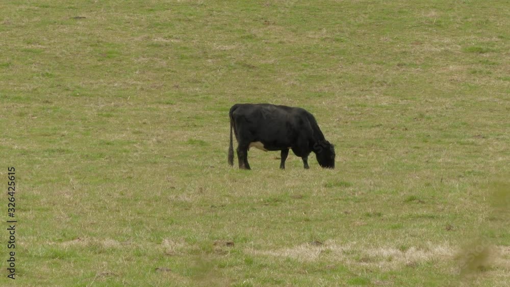Black Cow Grazing alone in a field Black Cow Grazing alone in a field