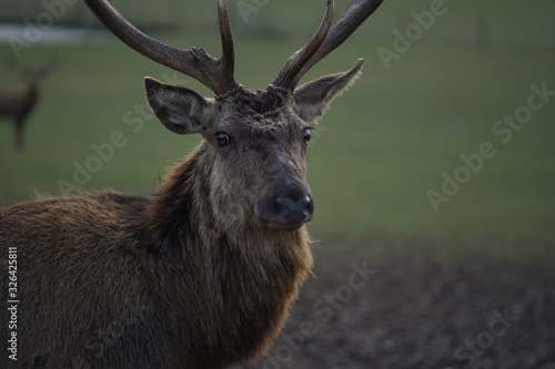 Close up of red deer  elk  cervus elaphus with antler     