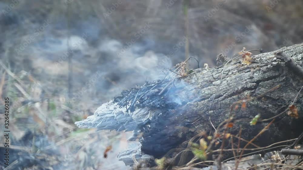 forest fire is burning, The fire is fueled by wind forest fire is burning, The fire is fueled by wind