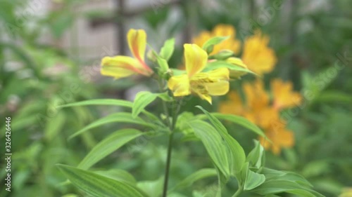 alstermeria flower grows in greenhouse photo