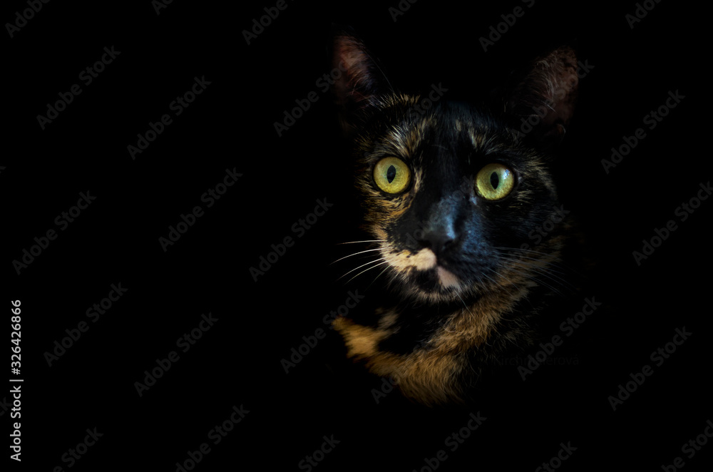 cat on black background