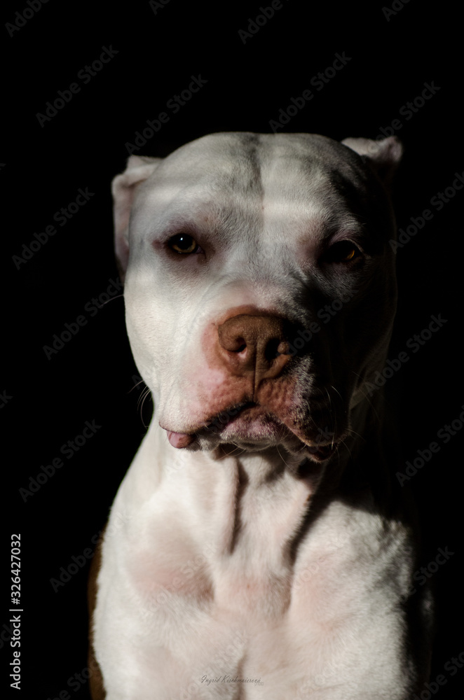 portrait of a dog