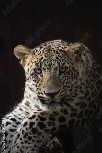 Male leopard resting under the sunlight in the dark