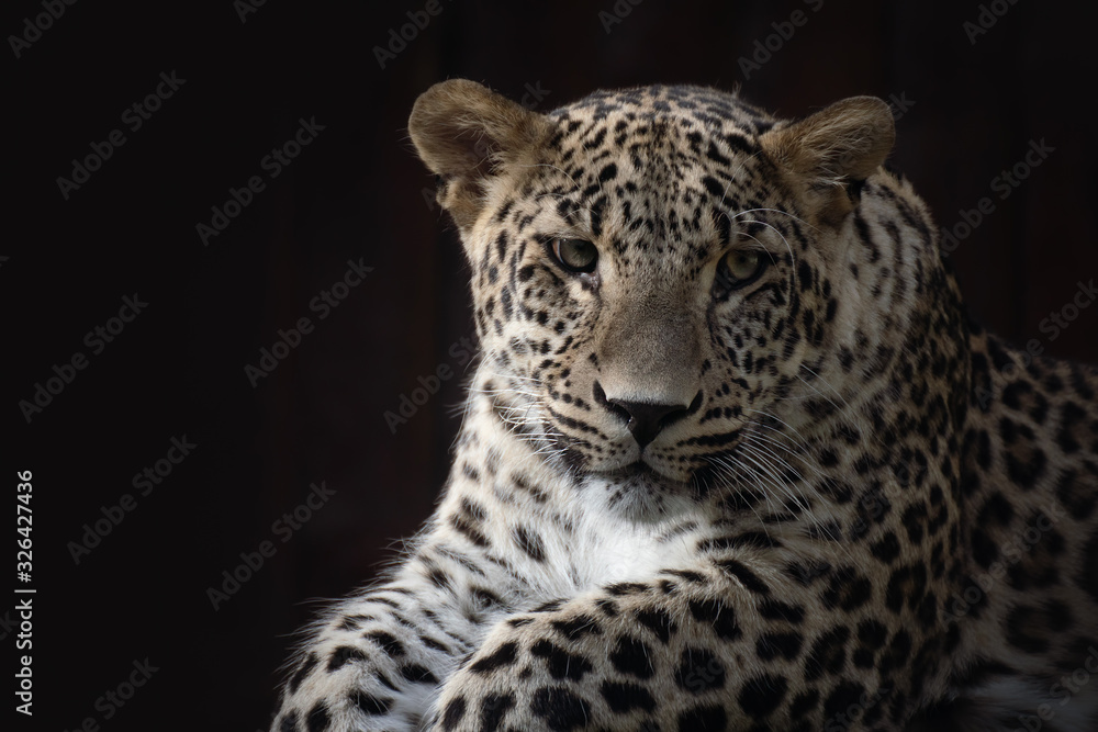 Fototapeta premium Male leopard resting under the sunlight in the dark