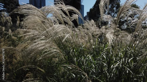 Bushes waving in the Breeze in Melbourne photo