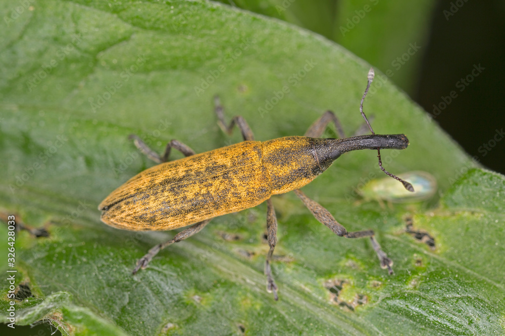 Fototapeta premium Lixus fasciculatus is a species of weevils belonging to the family Curculionidae.