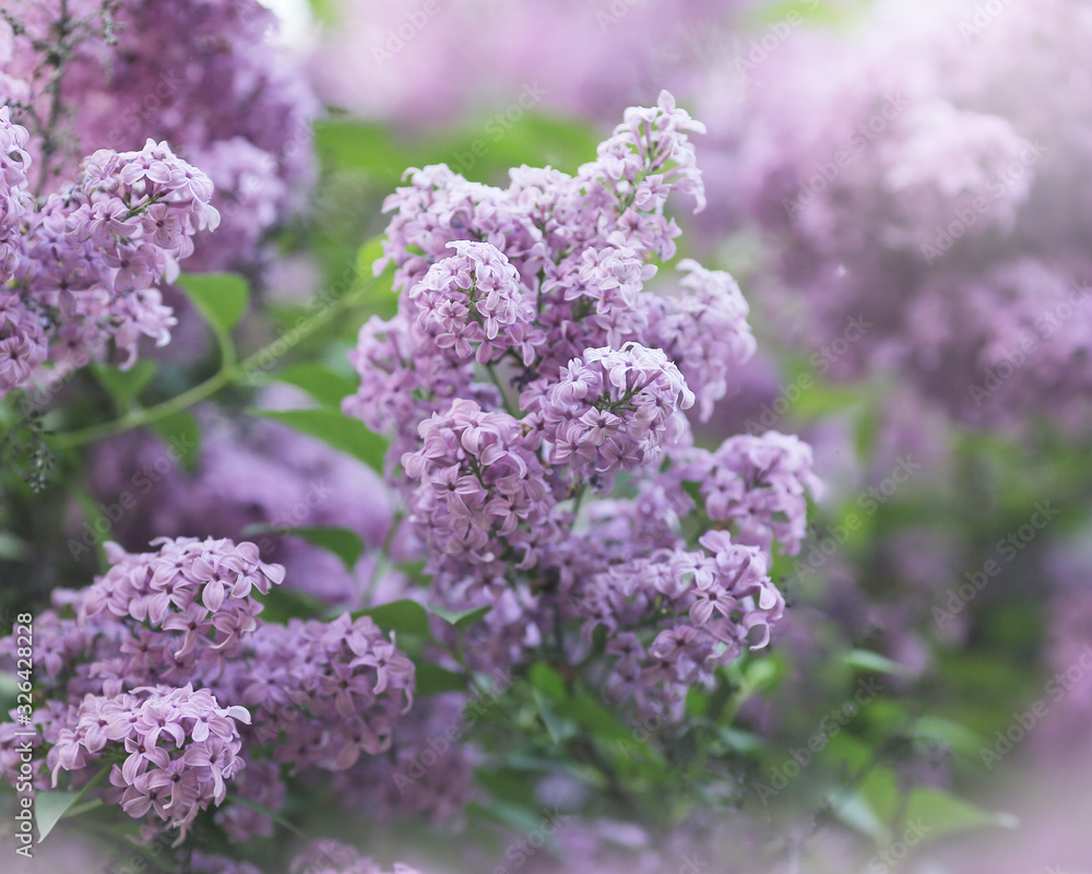 beautiful liliac flowers background. Violet tone. Floral spring composition. Selective focus. beautiful liliac flowers background. Violet tone. Floral spring composition. Selective focus.
