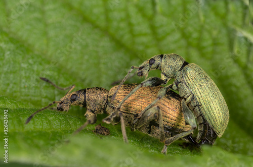 Nettle Weevil (Phyllobius pomaceus) on a green leaf.  photo