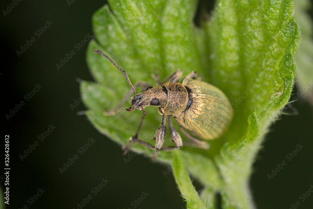 Nettle Weevil (Phyllobius pomaceus) on a green leaf. Nettle Weevil (Phyllobius pomaceus) on a green leaf.