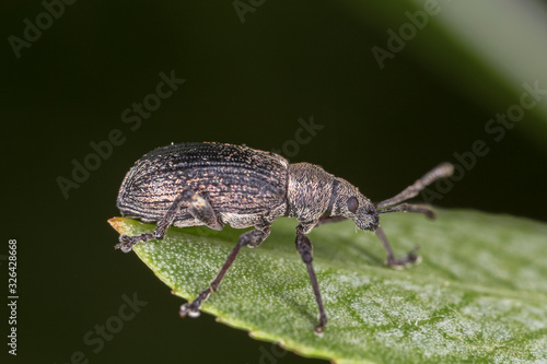 Phyllobius pyri, the Common Leaf Weevil, is a species of broad-nosed weevil belonging to the family Curculionidae. photo