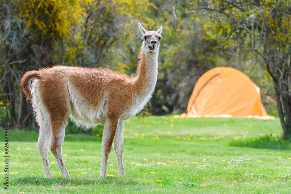 Obraz premium lama with my tend