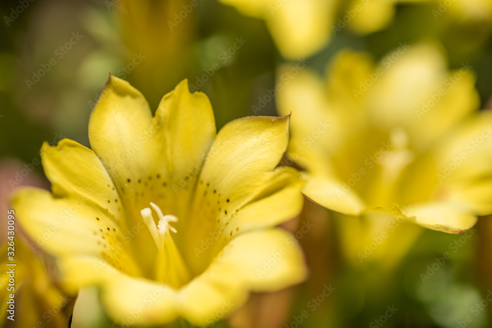 native species of yellow Gentiana flowers native species of yellow Gentiana flowers