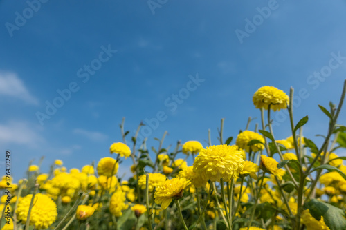 beautiful yellow chrysanthemum farm