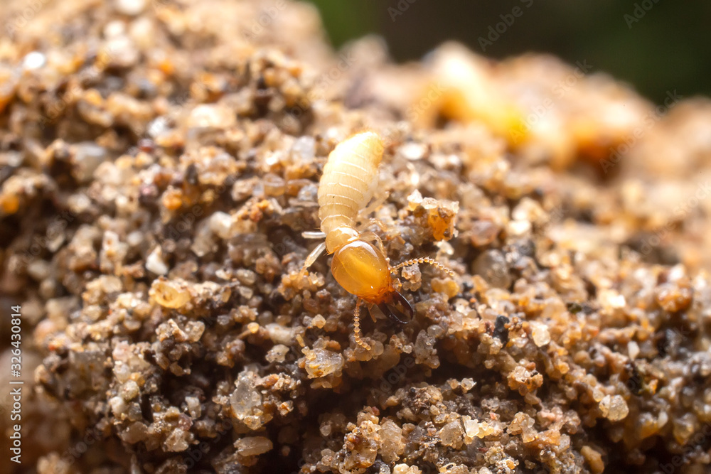 Close up of the small termite on decaying timber. The termite on the ground is searching for food to feed the larvae in the cavity. Close up of the small termite on decaying timber. The termite on the ground is searching for food to feed the larvae in the cavity.