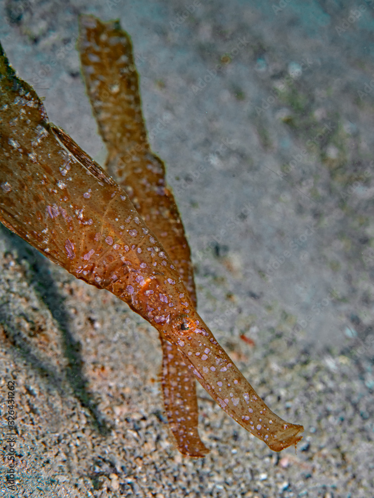 Robust Ghostpipefish, Robuster Geisterpfeifenfisch (Solenostomus cyanopterus)