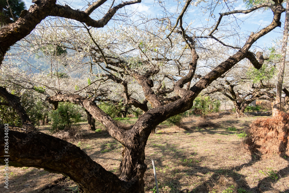 white plum blossom flowers