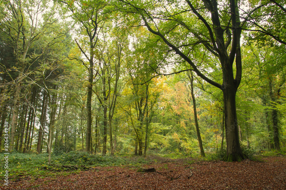 Fototapeta premium green woodland