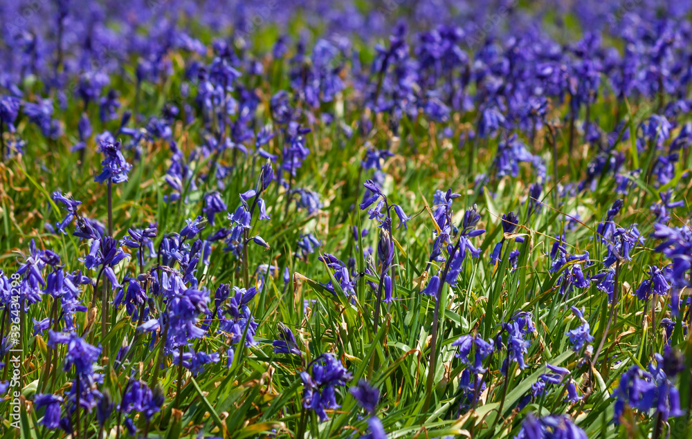 Wild bluebell flowers (Hyacinthoides non-scripta) blooming vibrant blue violet. Spring season at Saltee Islands, Ireland, Europe. Flowers of family Asparagaceae