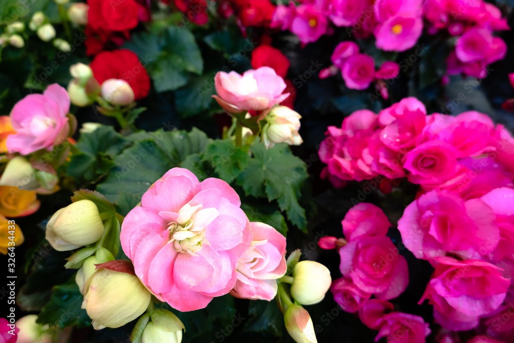 Fototapeta premium beautiful camellia flowers