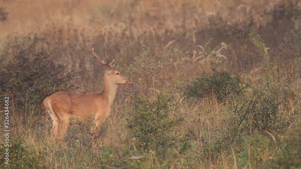 Red deer from Kopacki rit, Croatia Red deer from Kopacki rit, Croatia