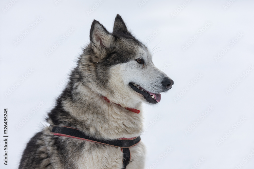 Beautiful portrait of a siberian husky malamut participating in the dog sled racing contest, Tusnad, Romania