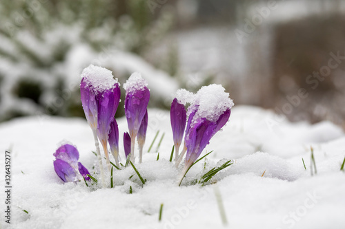 Krokus Gruppe lila mit Schnee im Frühling © scaleworker