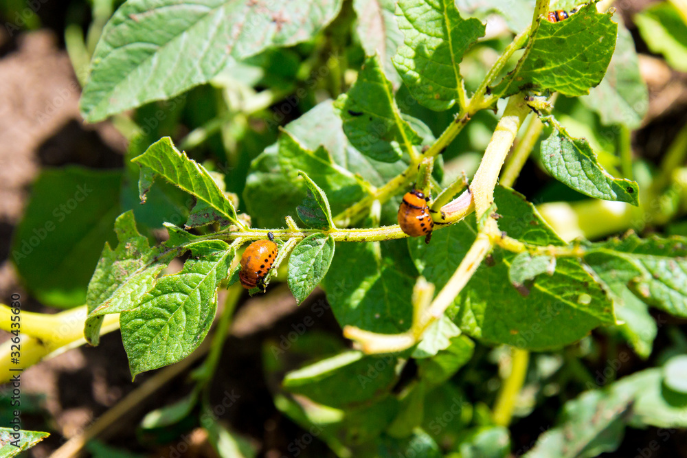A lot of Colorado bugs are eating potato leaves in the field. Protect your crop concept A lot of Colorado bugs are eating potato leaves in the field. Protect your crop concept