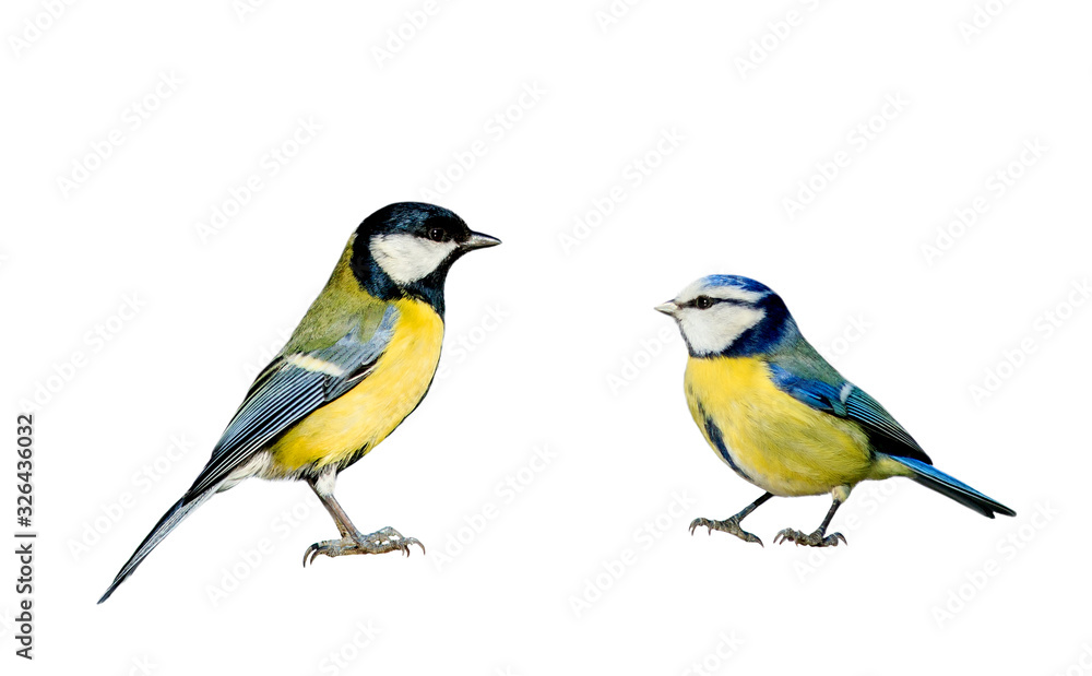 two songbirds tit and azure stand on the ground white isolated background