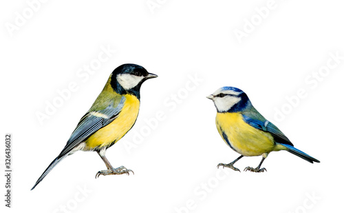 two songbirds tit and azure stand on the ground white isolated background