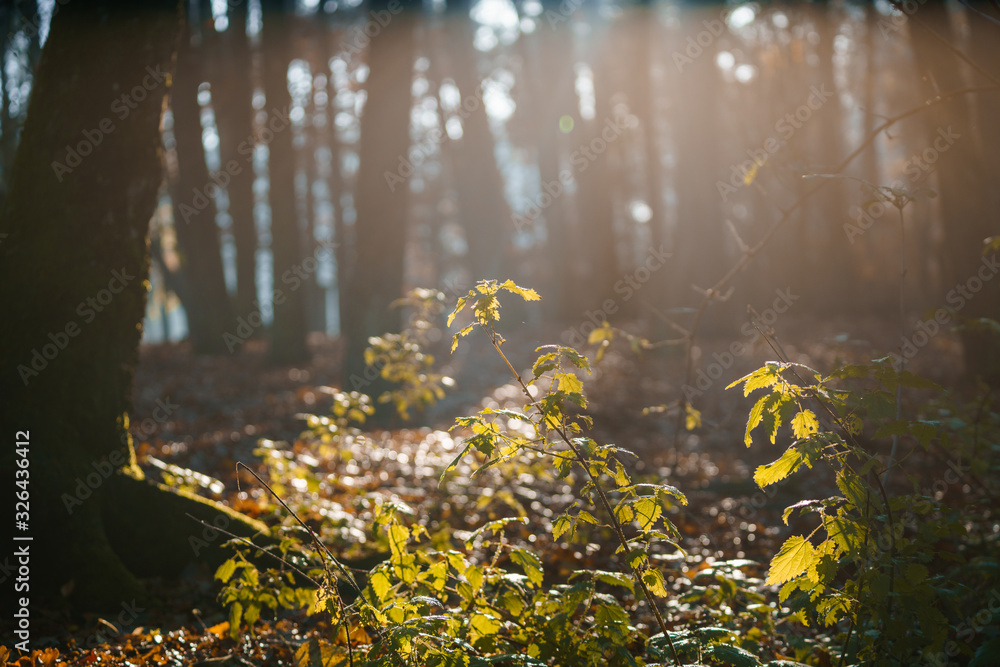 Wildblumen unter morgendlichen Sonnenstrahlen Wildblumen unter morgendlichen Sonnenstrahlen