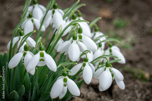 Snowdrop in the forest, blooming snowdrops in the forest, snowdrops are rare flowers recorded in the Red Book, are protected by law, early spring