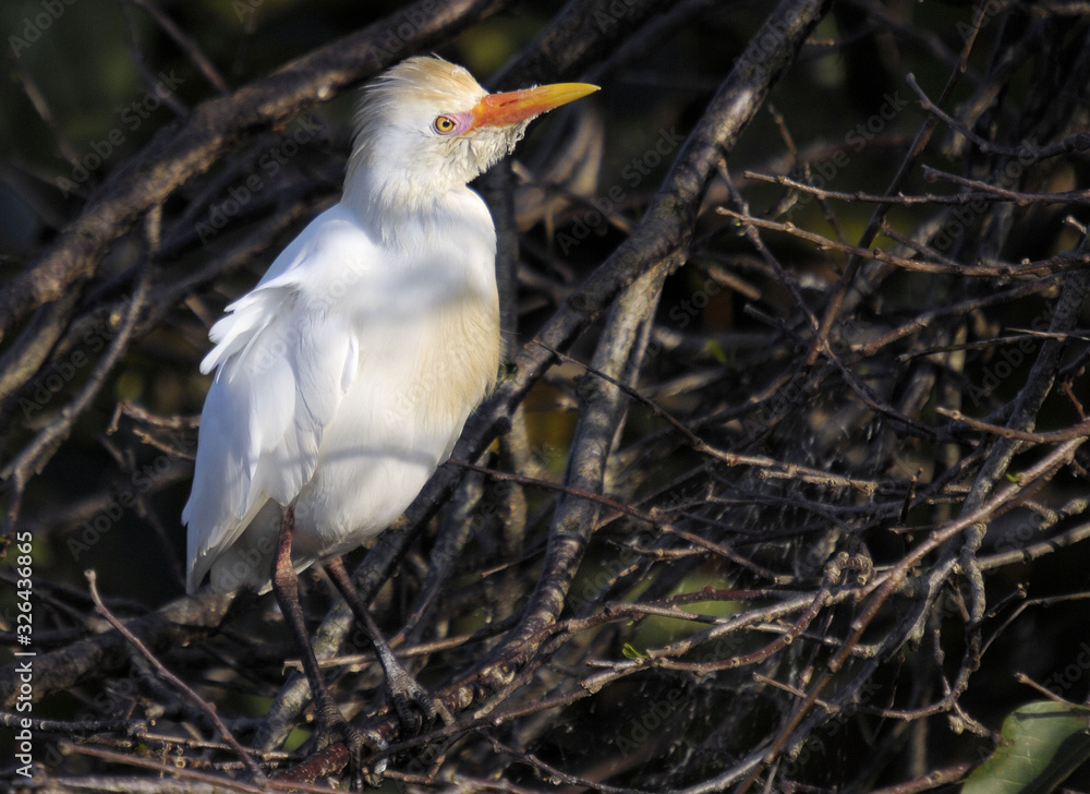 The Cattle Egret in matting plumage The Cattle Egret in matting plumage