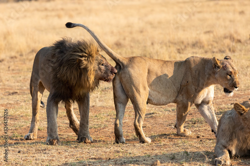 Big male lion approach a lioness to strengthen relationship in the pride