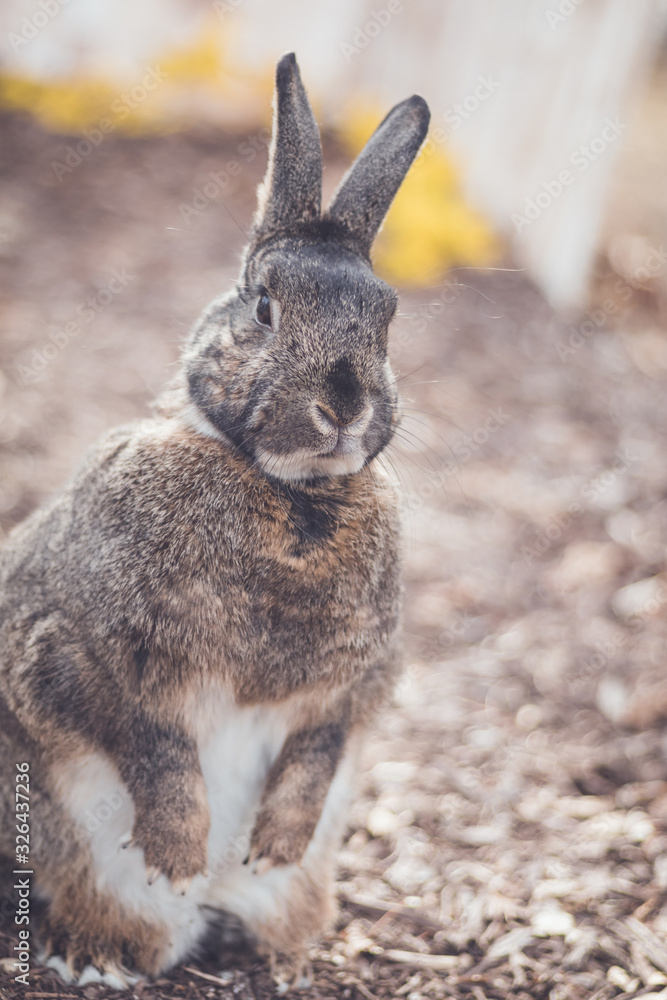 Gray and white bunny rabbit in garden with flowers for Easter Spring soft vintage setting Gray and white bunny rabbit in garden with flowers for Easter Spring soft vintage setting