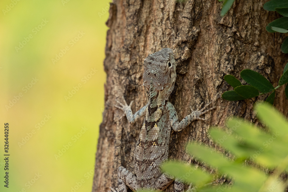 Blue Crested Lizard Blue Crested Lizard