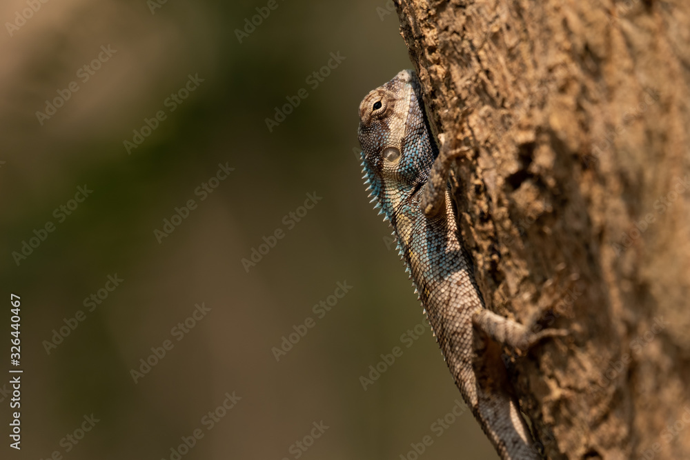 Blue Crested Lizard Blue Crested Lizard