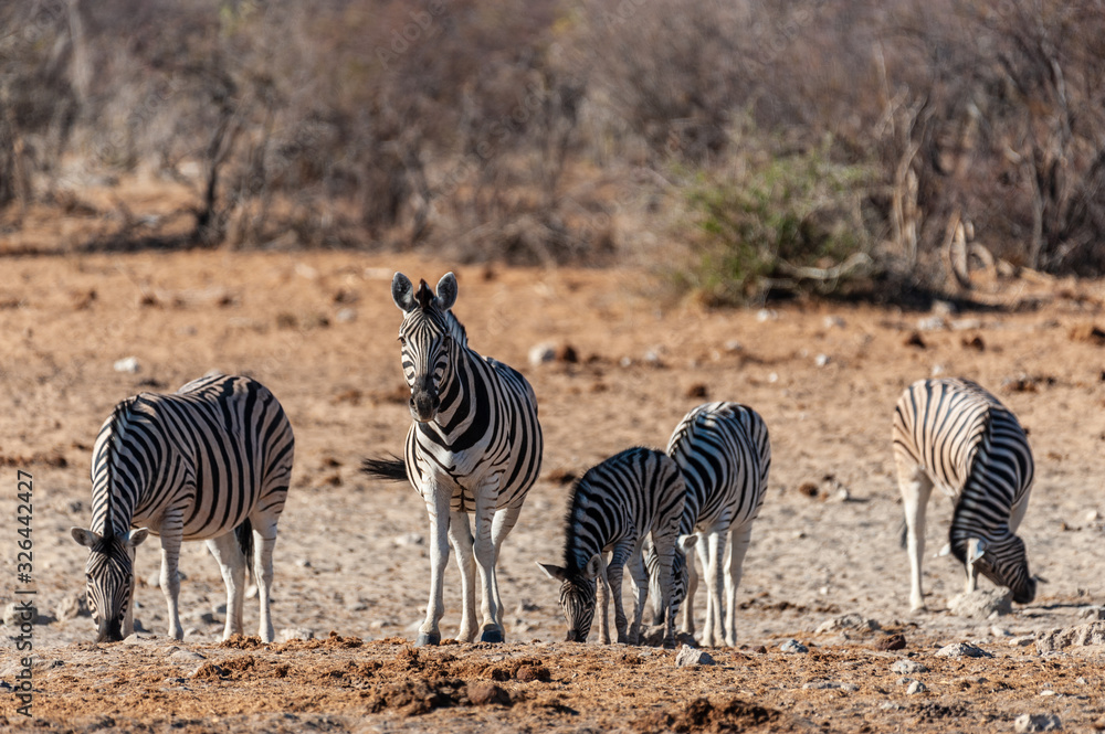 Obraz premium Telephoto shot of a group of Burchell's Plains zebras -Equus quagga burchelli- standing on the plains of Etosha National Park, Namibia.